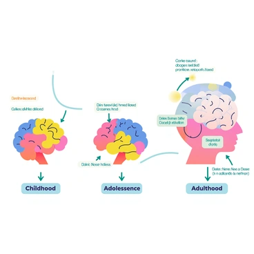 A series of labeled illustrations showing brain development from childhood to adulthood
