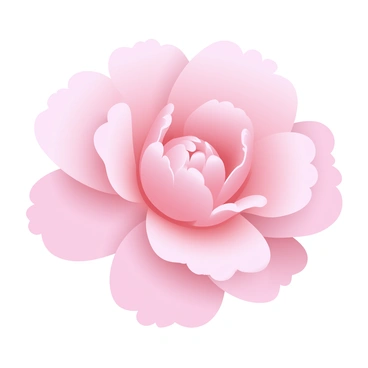 Carnation