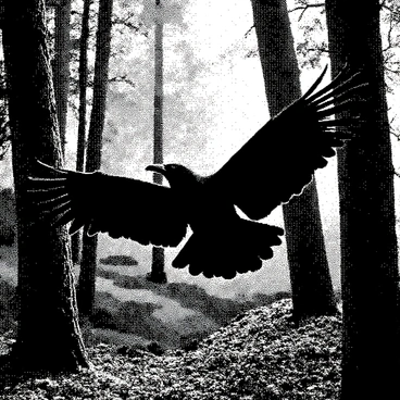 A raven is soaring through a dense forest, its wings fully extended and feathers detailed to showcase its texture. Tall, ancient trees surround the scene, their trunks rugged and knotted, with a canopy of leaves above. The forest floor is scattered with fallen leaves and twigs, creating a natural carpet. Sunlight filters in softly through the branches, casting dappled shadows across the ground. The atmosphere feels mystical, with a sense of age and mystery lingering in the air.