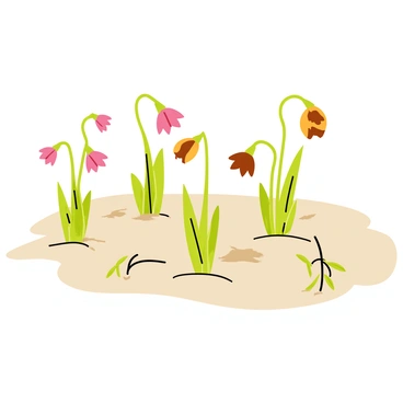 A garden with drooping flowers featuring wilted petals in shades of brown and faded pink. The soil appears dry and cracked, with patches of dusty earth visible between the plants. Several flowers have lost their vibrant colors, showing signs of distress from the drought. A few green leaves cling to life on some of the plants, but overall the scene conveys a sense of parched and neglected beauty.