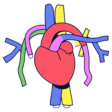A minimalistic cartoon illustration of the circulatory system. The heart is depicted in red, with arteries and veins branching out in bright colors such as blue, green, and yellow. The arteries are shown as smooth tubes leading away from the heart, while the veins are depicted as wider tubes returning to the heart. The entire system is outlined clearly against a white background, emphasizing the connections and pathways between the heart and the rest of the body.