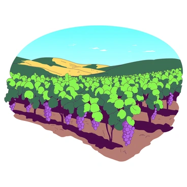 Rows of green grapevines stretch across rolling hills under a clear blue sky. The vines are laden with clusters of ripe purple grapes, glistening in the sunlight. In the background, gently sloping hills create a picturesque landscape, with patches of golden sunlight illuminating sections of the vineyard. The ground is covered with rich brown soil, enhancing the lush greenery of the vineyard.