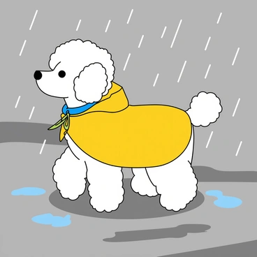 A poodle wearing a bright yellow raincoat walking in the rain