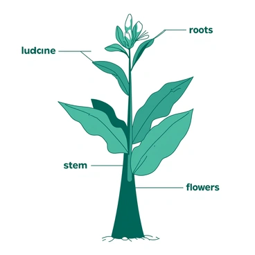 A teal plant with broad green leaves is standing upright in the center of the image. The plant has a thick stem that supports the leaves, and delicate flowers blooming at the top. Each part of the plant is meticulously labeled with clear, white text indicating "roots," "stem," "leaves," and "flowers." The labels are positioned in an organized manner around the plant, with lines connecting them to the corresponding parts. The background is minimal to emphasize the plant and its labels.