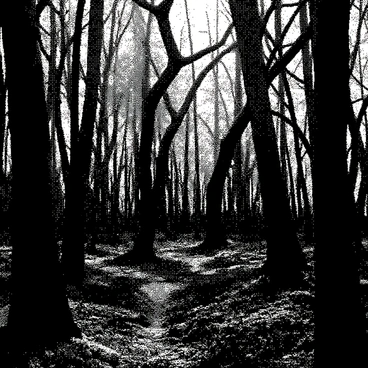 A dense forest is filled with tall, twisted trees that stretch their branches upwards. Shadows are cast in various shapes and sizes as they lurk between the gnarled trunks and beneath the thick canopy. The ground is covered with a mix of fallen leaves and moss, adding to the haunting atmosphere. Sparse light filters through the branches, creating contrasting patterns of light and dark throughout the scene.