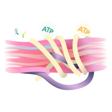 A close-up view of muscle fibers is displayed, showcasing the intricate structure of the fibers as they contract. The muscle fibers have a striated appearance with alternating light and dark bands, emphasizing their organization. Small, glowing ATP molecules are illustrated, emitting a soft light and surrounding the muscle fibers, indicating their role in fueling the contraction process. The fibers appear to be in an active state of contraction, with some fibers visibly shortened and bulging, creating a dynamic visual effect. The background is a soft gradient that complements the colors of the muscle fibers and ATP molecules.