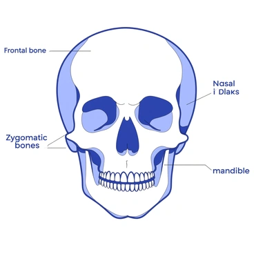 An illustration highlighting the key bones of the human face, with labels for each.
