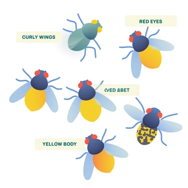 A close-up view of multiple fruit flies, showcasing their distinctive features. Each fly has a unique coloration, with some displaying bright yellow bodies and others exhibiting darker shades and variations. Labels are attached to each fly, clearly indicating their genetic traits such as "Curly Wings," "Red Eyes," and "Yellow Body." The background is a subtle gradient that enhances the visibility of the flies and their labels. The composition focuses on the details of their wing structure and body patterns, providing a scientific perspective on their genetic diversity.