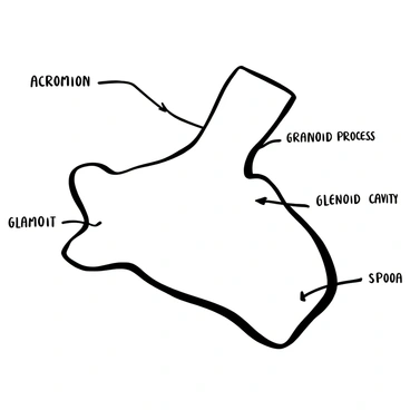 Label scapula following