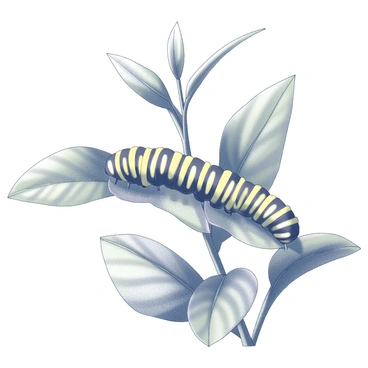A monarch caterpillar is seen crawling along a milkweed plant. The caterpillar features distinct black, yellow, and white stripes running the length of its body. The milkweed plant has large green leaves that are broad and slightly curved. Some leaves are overlapping, while others stand upright. The scene captures the caterpillar in motion, with its legs gripping the textured surface of the leaf. The background includes more foliage, creating a natural habitat for the caterpillar.