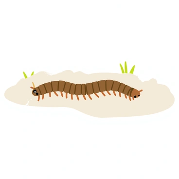 A centipede moving slowly across a snowy patch of ground
