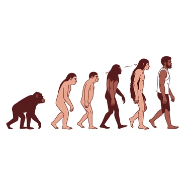 A timeline depicting the evolution of humans from ape to modern man