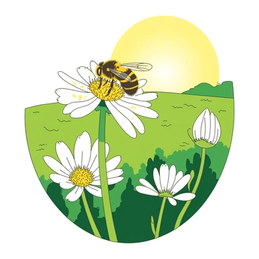 A yellow honeybee is perched on a vibrant white fennel flower, its legs dusted with bright yellow pollen. The flower is fully opened, displaying delicate petals that stretch outward. In the background, the sun casts a warm light across a lush green garden, creating a lively summer atmosphere. The bee is intently focused on gathering pollen, with its wings gently reflecting sunlight as it hovers above the flower.
