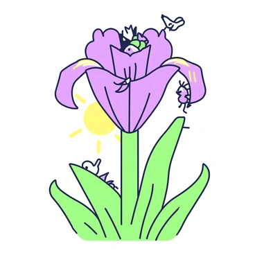 Gladiolus