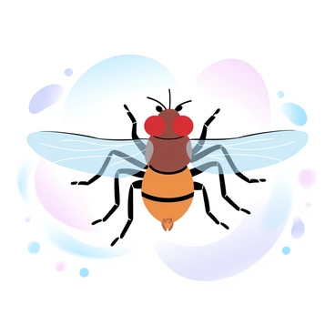 An anatomical diagram of a fruit fly with labeled body parts. The diagram displays a detailed illustration of the fruit fly's body structure, including its head, thorax, and abdomen. Each body part is clearly marked with lines and labels. The background features a soft gradient of pastel colors to enhance the visibility of the diagram. The fruit fly is centered in the composition, showcasing its wings and legs in a clear and educational layout.