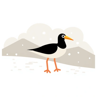 Oyster catcher