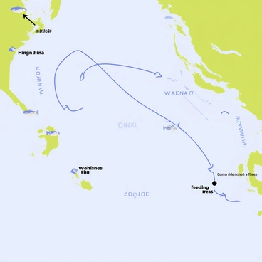 A detailed map showcasing the migratory journey of "herring" featuring blue arrows tracing their path across a vast ocean. The ocean is illustrated in varying shades of blue, with stylized waves represented. The rivers are drawn in a lighter blue, connecting to the ocean. Landmasses are depicted in green and brown, with various landmarks marked along the routes. Small illustrations of herring are scattered along the migratory path, indicating their movement. Labels in bold font indicate key locations along the journey, such as spawning grounds and feeding areas.