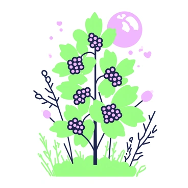 An elderberry plant stands tall, its branches adorned with clusters of tiny purple berries. The leaves are lush and spread out, creating a dense foliage around the berries. The plant is illuminated by soft, gentle moonlight, casting delicate shadows on the ground. In the background, the faint outlines of other plants can be seen, enhancing the focus on the elderberry. The overall composition highlights the intricate details of the plant, showcasing the texture of the leaves and the shape of the berries.